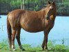 broodmare Flori (Westphalian, 1988, from Frühlingsball)