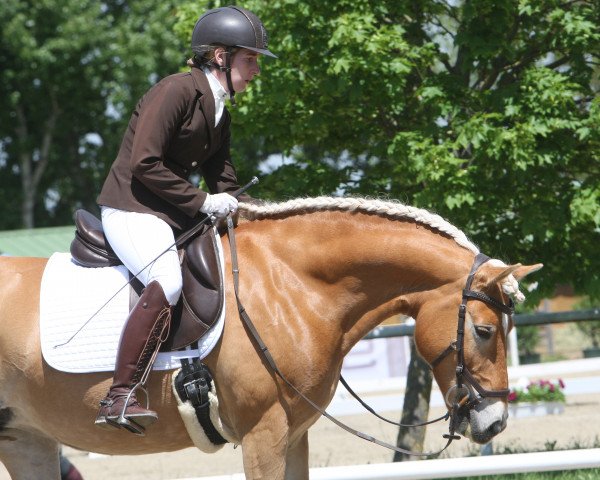 Zuchtstute Esterina Von Abendlicht (Haflinger, 2010, von Abendlicht)