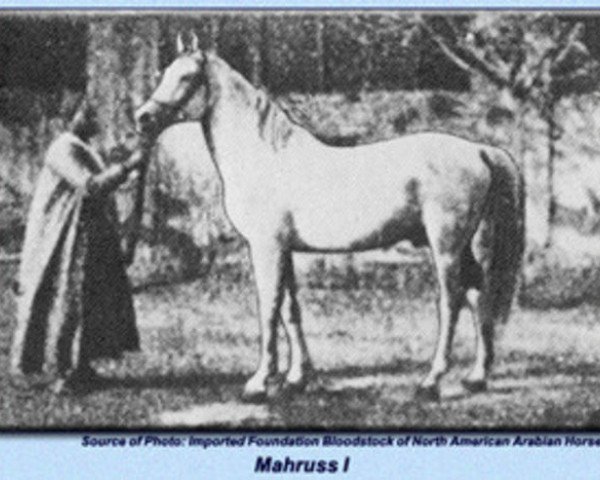 Deckhengst Mahruss EAO (Vollblutaraber, 1878, von Wazir 1863 ox)