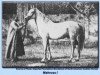 stallion Mahruss EAO (Arabian thoroughbred, 1878, from Wazir 1863 ox)