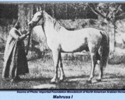 stallion Mahruss EAO (Arabian thoroughbred, 1878, from Wazir 1863 ox)