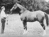 stallion Mahruss II EAO (Arabian thoroughbred, 1893, from Mahruss EAO)