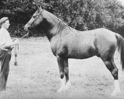 stallion Mahruss II EAO (Arabian thoroughbred, 1893, from Mahruss EAO)