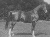stallion Rijm 1901 ox (Arabian thoroughbred, 1901, from Mahruss II EAO)