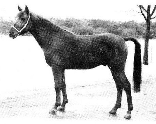 broodmare Fasila EAO (Arabian thoroughbred, 1923, from Rasim 1906 ox)