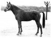 broodmare Fasila EAO (Arabian thoroughbred, 1923, from Rasim 1906 ox)