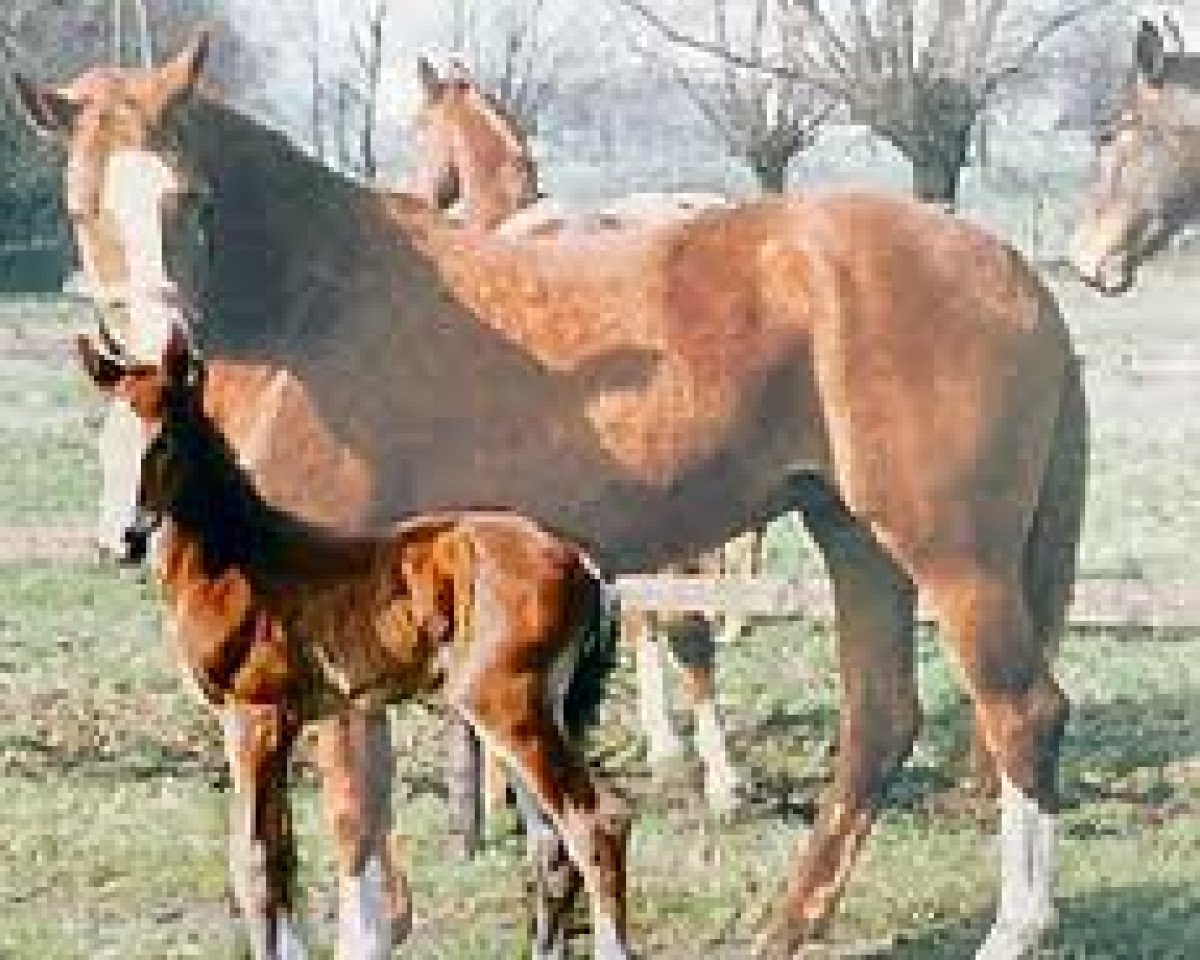 Zuchtstute Gratia (Westfale, 1970, von Graphit)