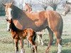 horse Gratia (Westphalian, 1970, from Graphit)