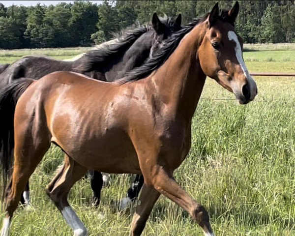 dressage horse Donnerwetter (German Riding Pony, 2019, from Kastanienhof Donnertrommler)