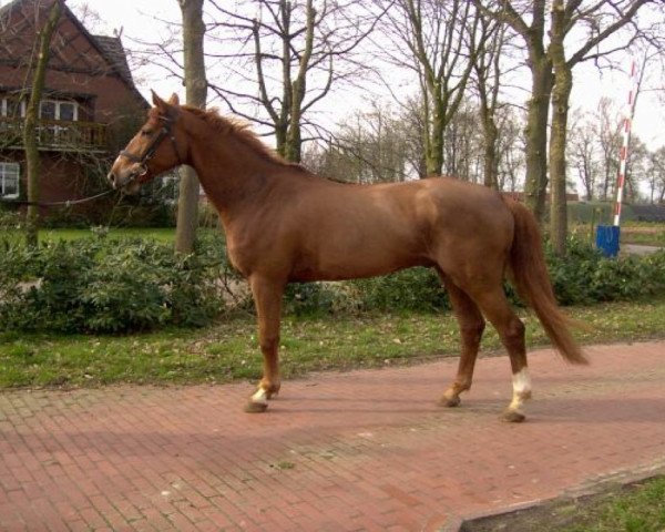 Pferd Alegro (Zangersheide Reitpferd, 1997, von Aledo)
