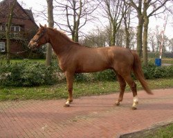 horse Alegro (Zangersheide riding horse, 1997, from Aledo)