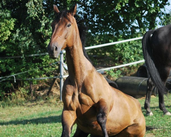 jumper Mr. President (KWPN (Royal Dutch Sporthorse), 1994, from Burggraaf)