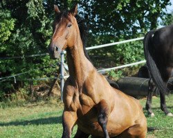 jumper Mr. President (KWPN (Royal Dutch Sporthorse), 1994, from Burggraaf)