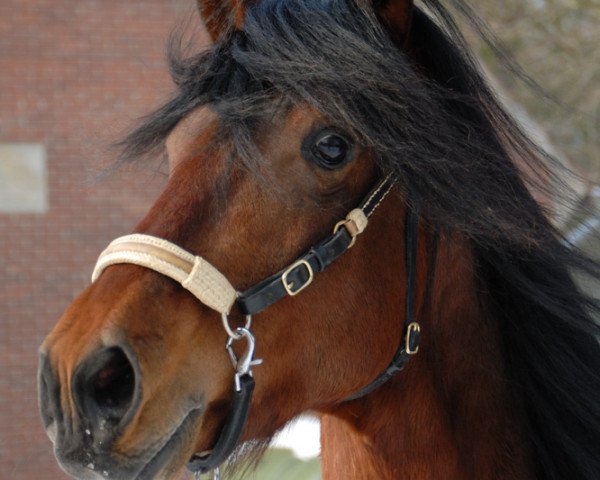 horse Boquito MK (Peruvian Paso, 2006, from RDLF Jeque)