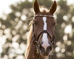 dressage horse Billy the kid 33 (Westphalian, 2003, from Brunello)