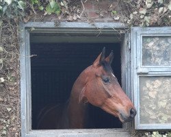 dressage horse Fürst Finn 2 (Hanoverian, 2018, from Finnigan)