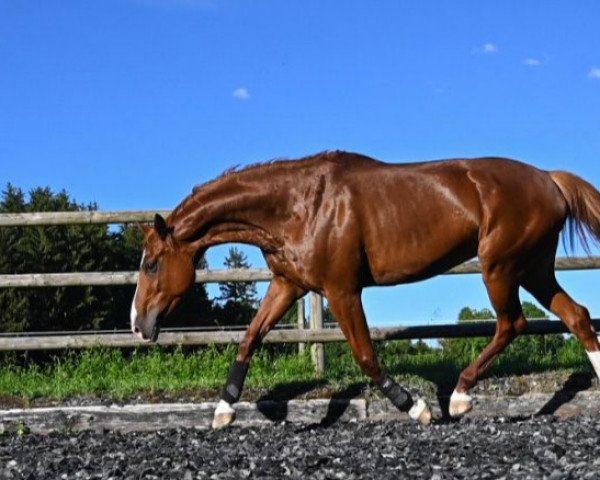 dressage horse Danica E (Oldenburg, 2012, from De Martino)