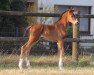 dressage horse Stute von Sir Heinrich / Fürst Piccolo (Westphalian, 2022, from Sir Heinrich OLD)