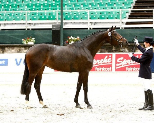 dressage horse Her Majesty (Hanoverian, 2004, from His Highness)