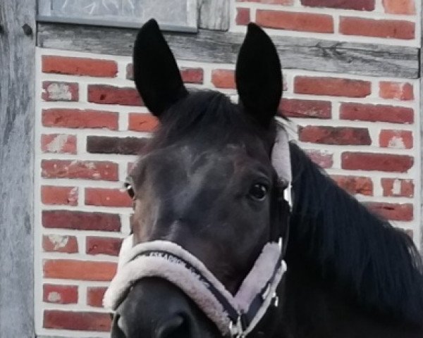 dressage horse Destino 84 (Oldenburg, 2011, from Destano)