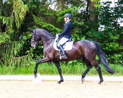 dressage horse Savoy 61 (Hanoverian, 2018, from Secret)