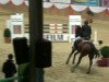 jumper Belinda 172 (Hanoverian, 2003, from Beluga)