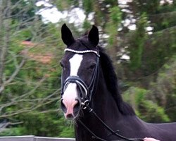 broodmare Bandida (Oldenburg, 2007, from Dimaggio)