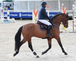 stallion Rotterdam de Muze (Belgian Warmblood, 2017, from Cumano)