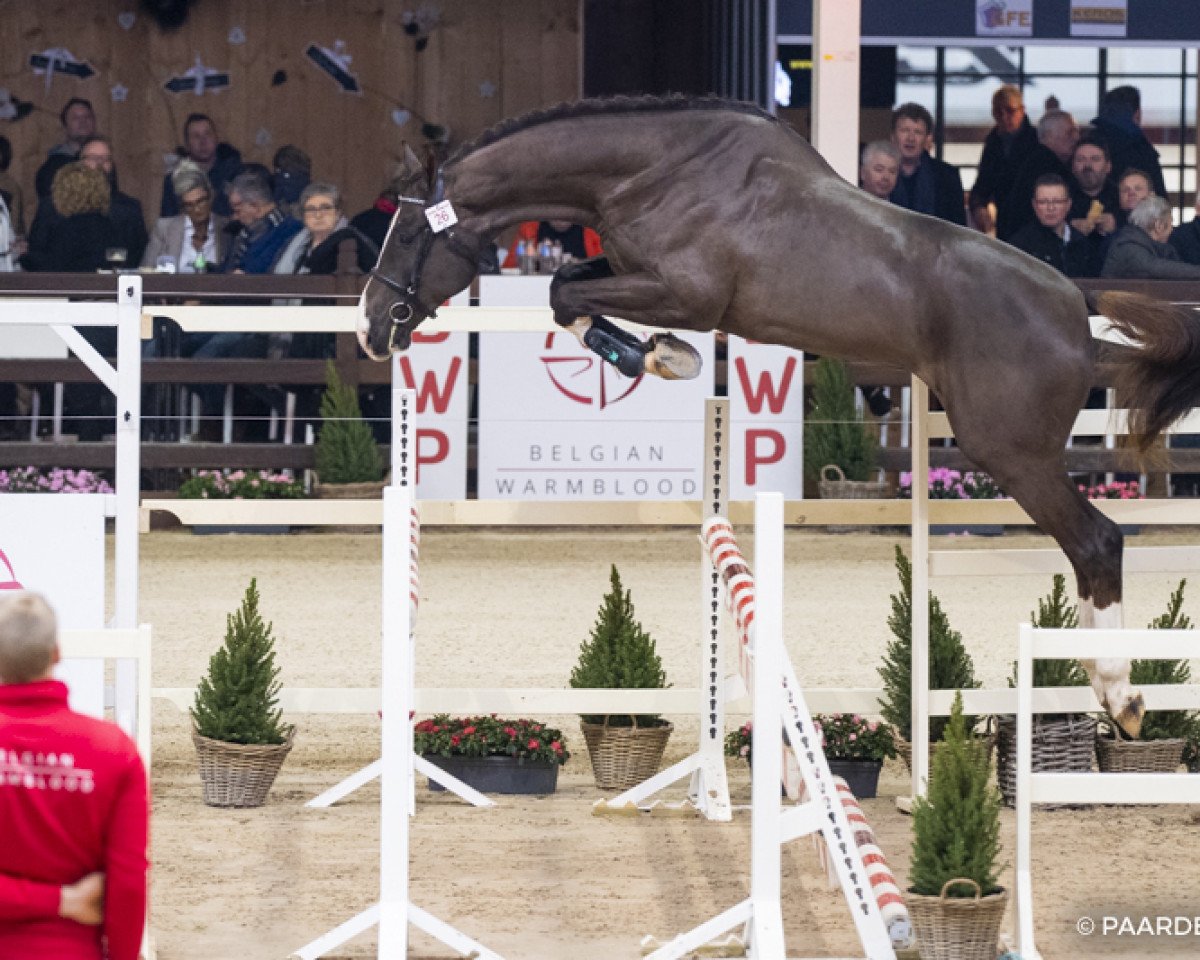 Deckhengst Qartoon de Muze (Belgisches Warmblut, 2016, von Elvis Ter Putte)