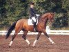 dressage horse Camacho 5 (Holsteiner, 2001, from Cambridge)