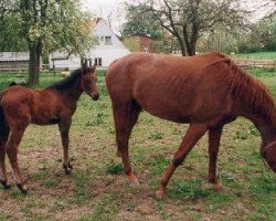 Zuchtstute Kristall II (Holsteiner, 1995, von Palton xx)