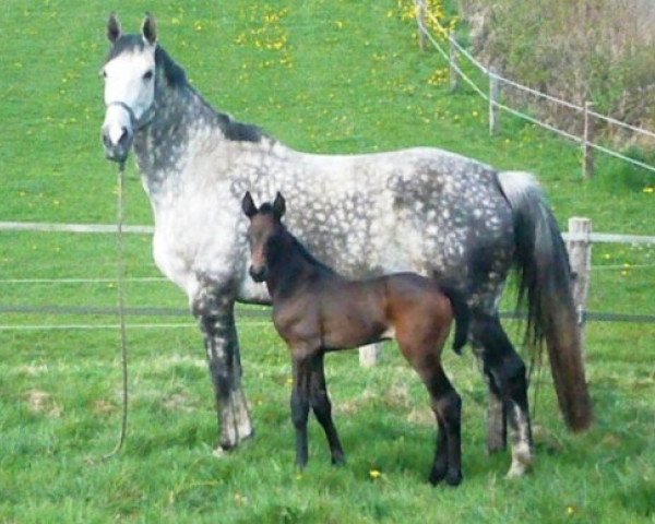 broodmare Mona (Holsteiner, 1999, from Lucky Champ)