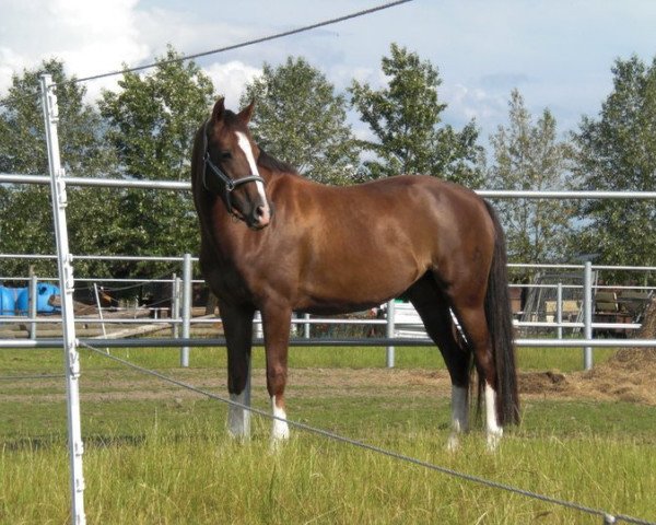 dressage horse D' La Rosa (Mecklenburg, 2003, from D'Olympic)