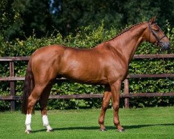 stallion London (Belgian Warmblood, 2002, from Nabab de Rêve)