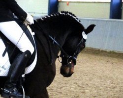 horse Nico (German Riding Pony, 1995, from Duktus)