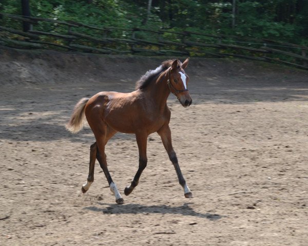 Springpferd Happy Dayz (KWPN (Niederländisches Warmblut), 2012, von VDL Cardento 933)