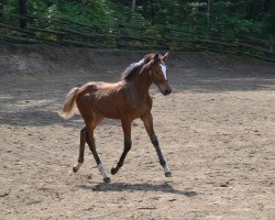 Pferd Happy Dayz (KWPN (Niederländisches Warmblut), 2012, von VDL Cardento 933)