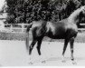 stallion El Sbaa ox (Arabian thoroughbred, 1920, from Maneghi Sbyeli ox)