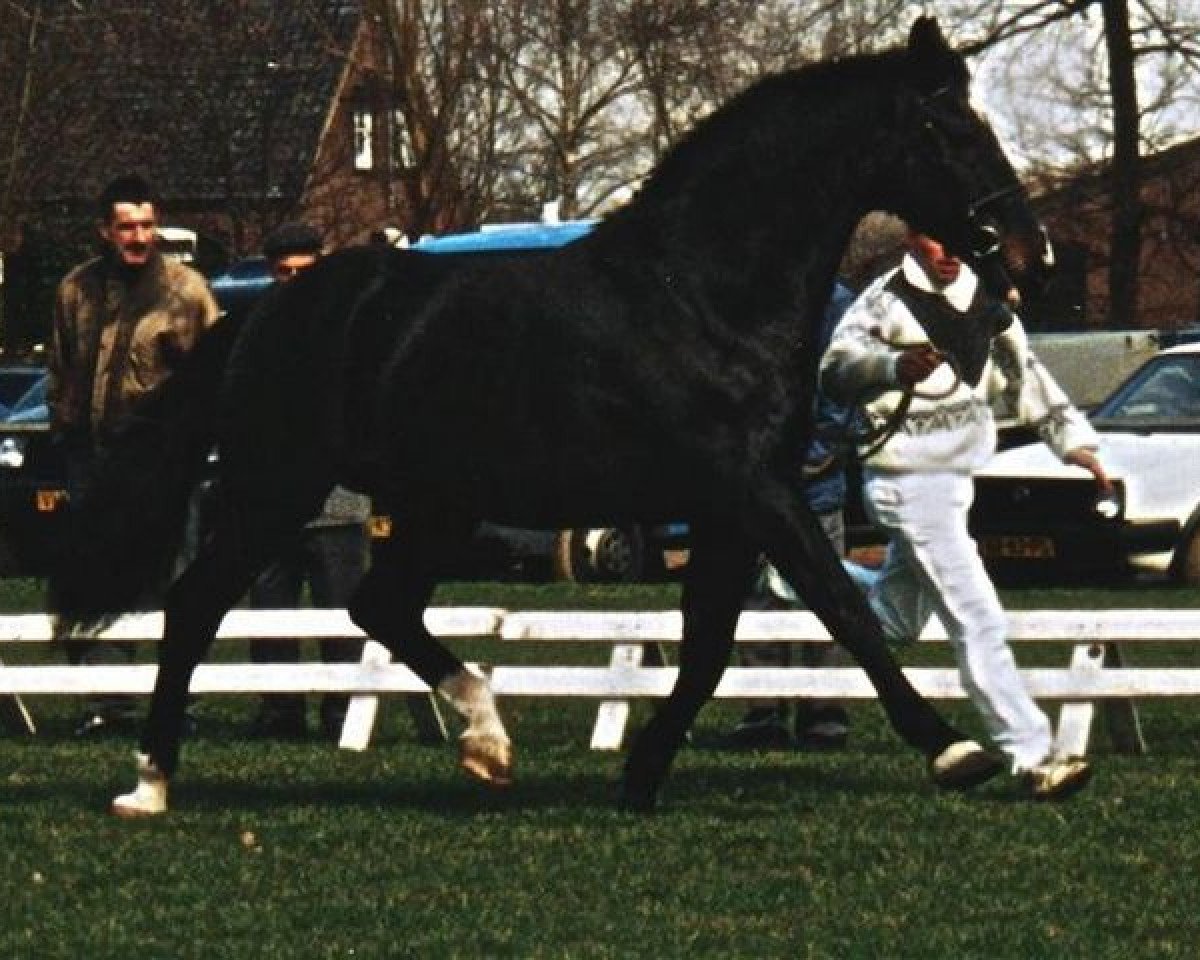 stallion Naturel (KWPN (Royal Dutch Sporthorse), 1972, from Lucky Boy xx)