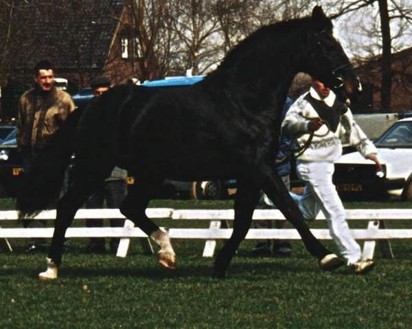 stallion Naturel (Dutch Warmblood, 1972, from Lucky Boy xx)