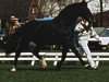 stallion Naturel (KWPN (Royal Dutch Sporthorse), 1972, from Lucky Boy xx)