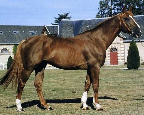 stallion Socrate de Chivre (Selle Français, 1984, from Grand Veneur)