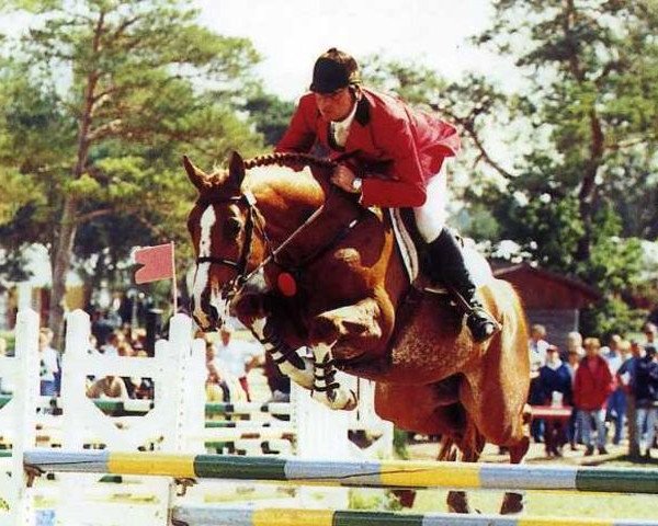 stallion Fringant de la Fage (Selle Français, 1993, from Socrate de Chivre)