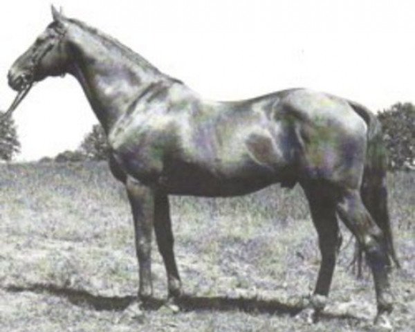 stallion Novum xx (Thoroughbred, 1957, from Tabriz xx)