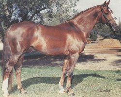 stallion Nebelhorn (Hanoverian, 1978, from Nebelwerfer)