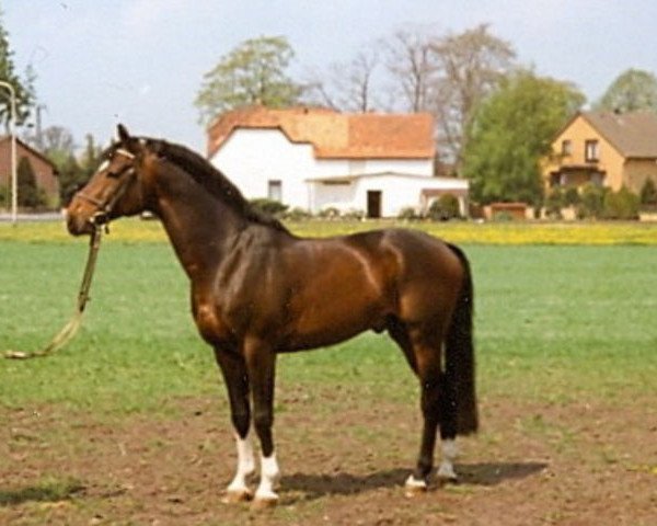 stallion Maior Domus (Trakehner, 1984, from Bartholdy)