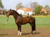stallion Maior Domus (Trakehner, 1984, from Bartholdy)