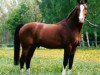 stallion Makuba (German Riding Pony, 1990, from Maior Domus)