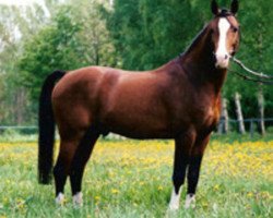 Deckhengst Makuba (Deutsches Reitpony, 1990, von Maior Domus)