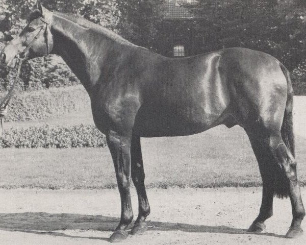 horse Sinatra 1946 (Westphalian, 1971, from Sinus xx 1495)